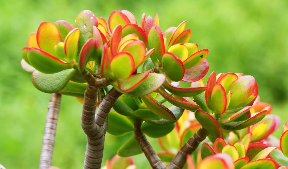 Crassula rose